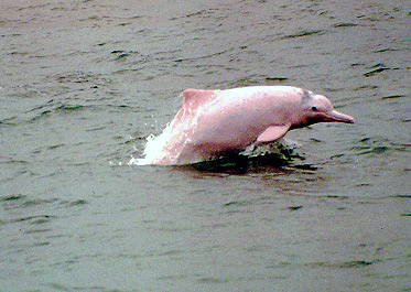 pink dolphins character